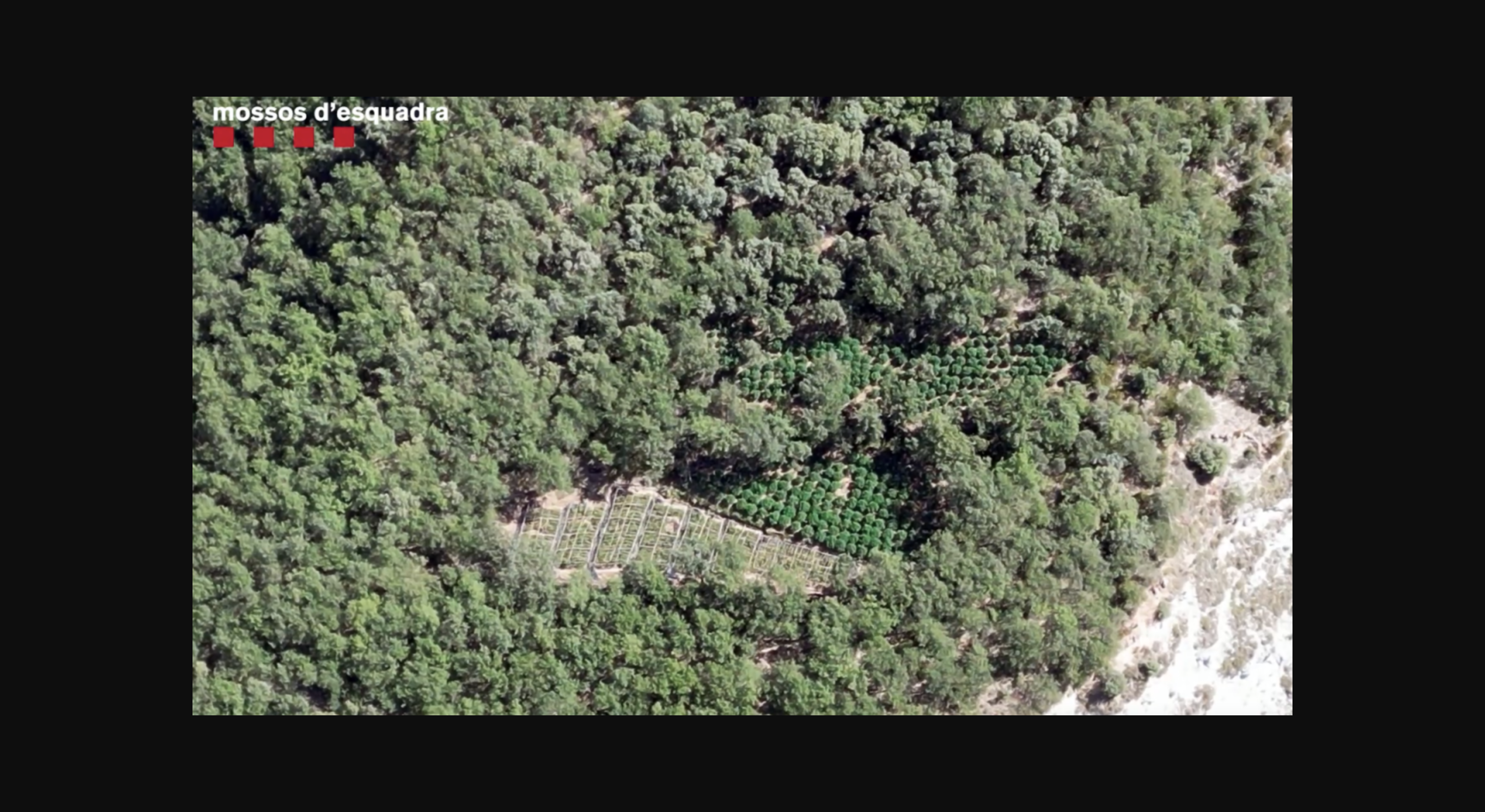 ¿Estás al tanto de que la Mafia Albanesa podría estar activa en tu localidad?