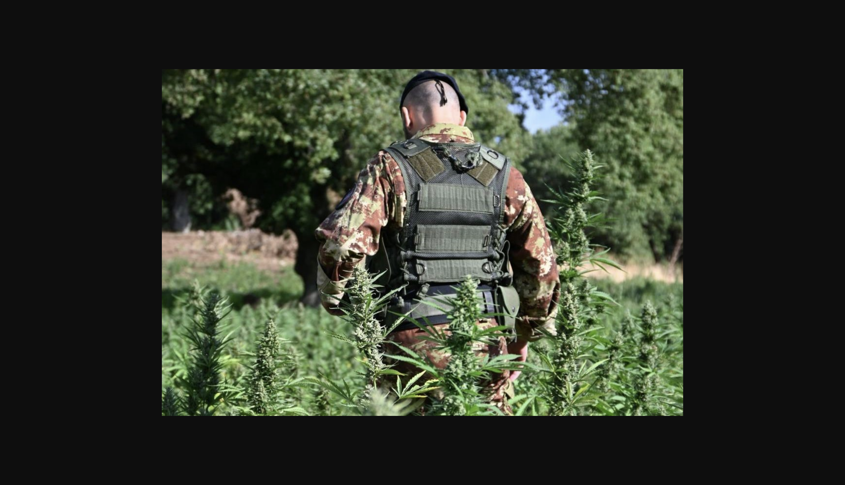 53.000 plantas de cannabis en el cultivo más grande jamás encontrado en Italia