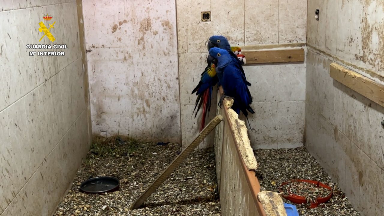 Confiscan 500 ejemplares de especies en peligro en una casa de Cádiz