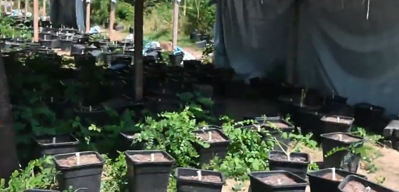 Dos policías en su tiempo libre descubren una extensa plantación de cannabis en Turín.