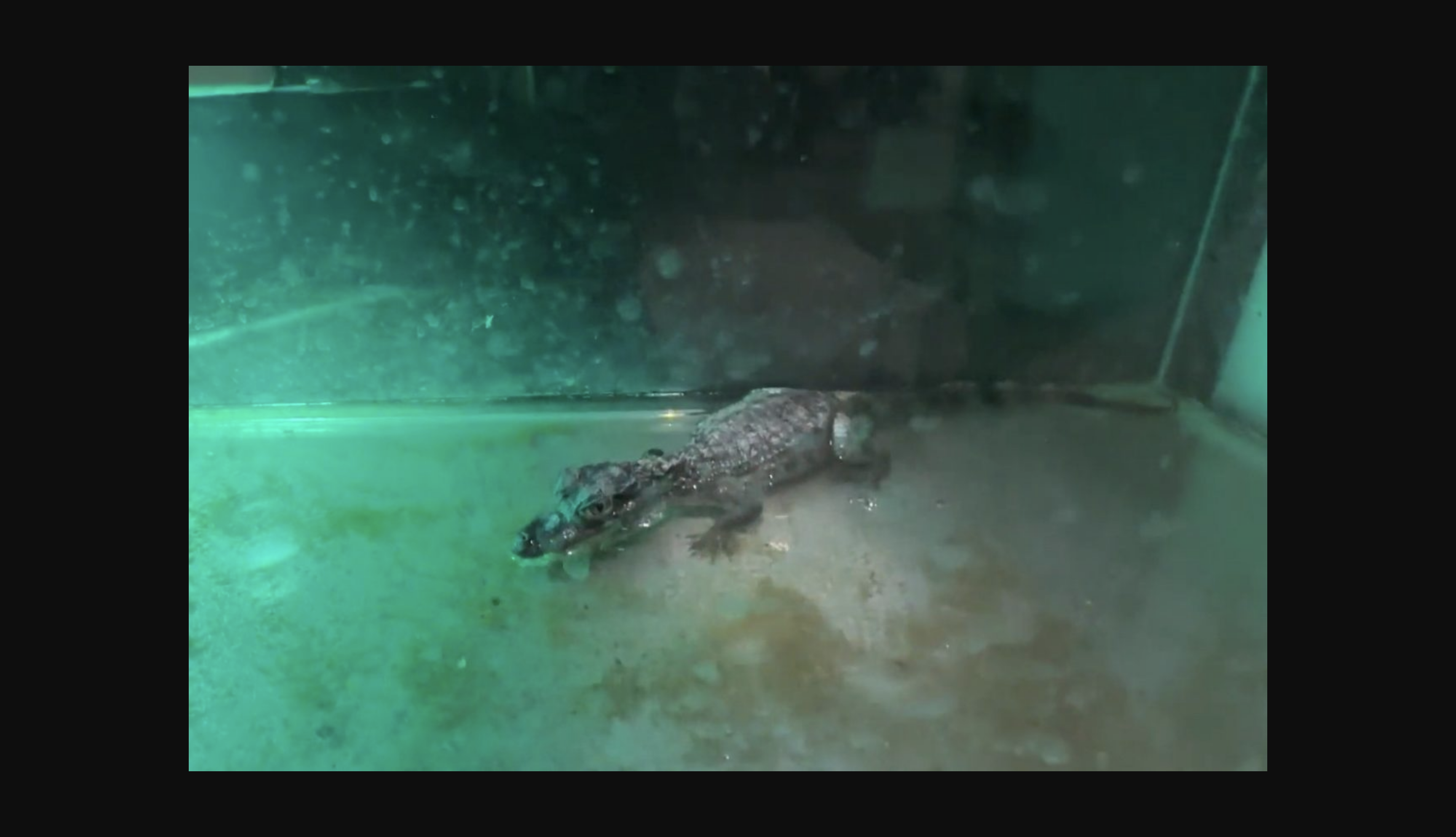 Desmantelan en Sevilla una red multicriminal involucrada en santería, robos violentos, hachís y un caimán.