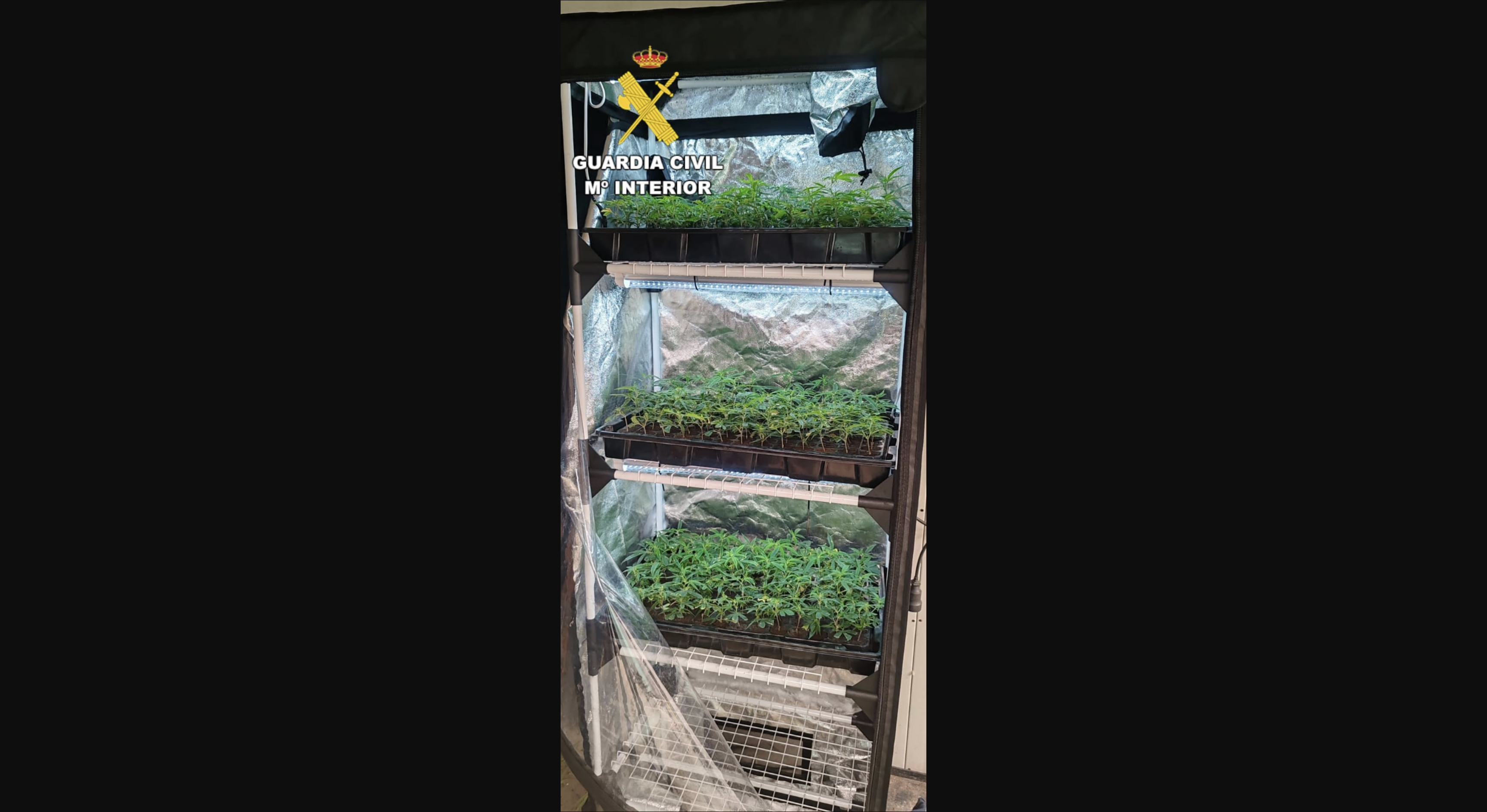 Los narcotraficantes de O Salnés establecen un importante comercio de marihuana en las afueras de Santiago de Compostela.