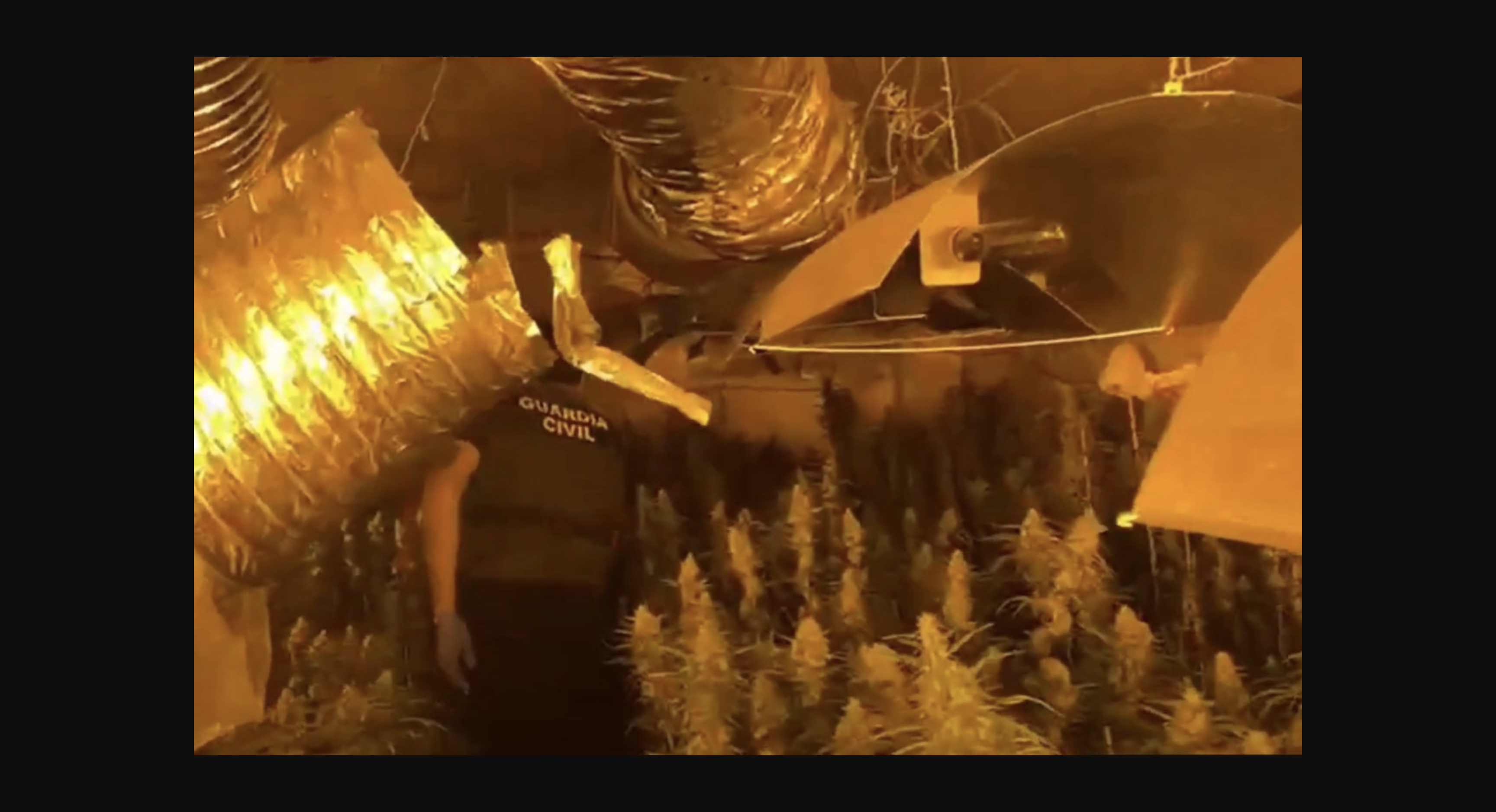 Desmantelan una impresionante plantación de cannabis en el centro de Galicia