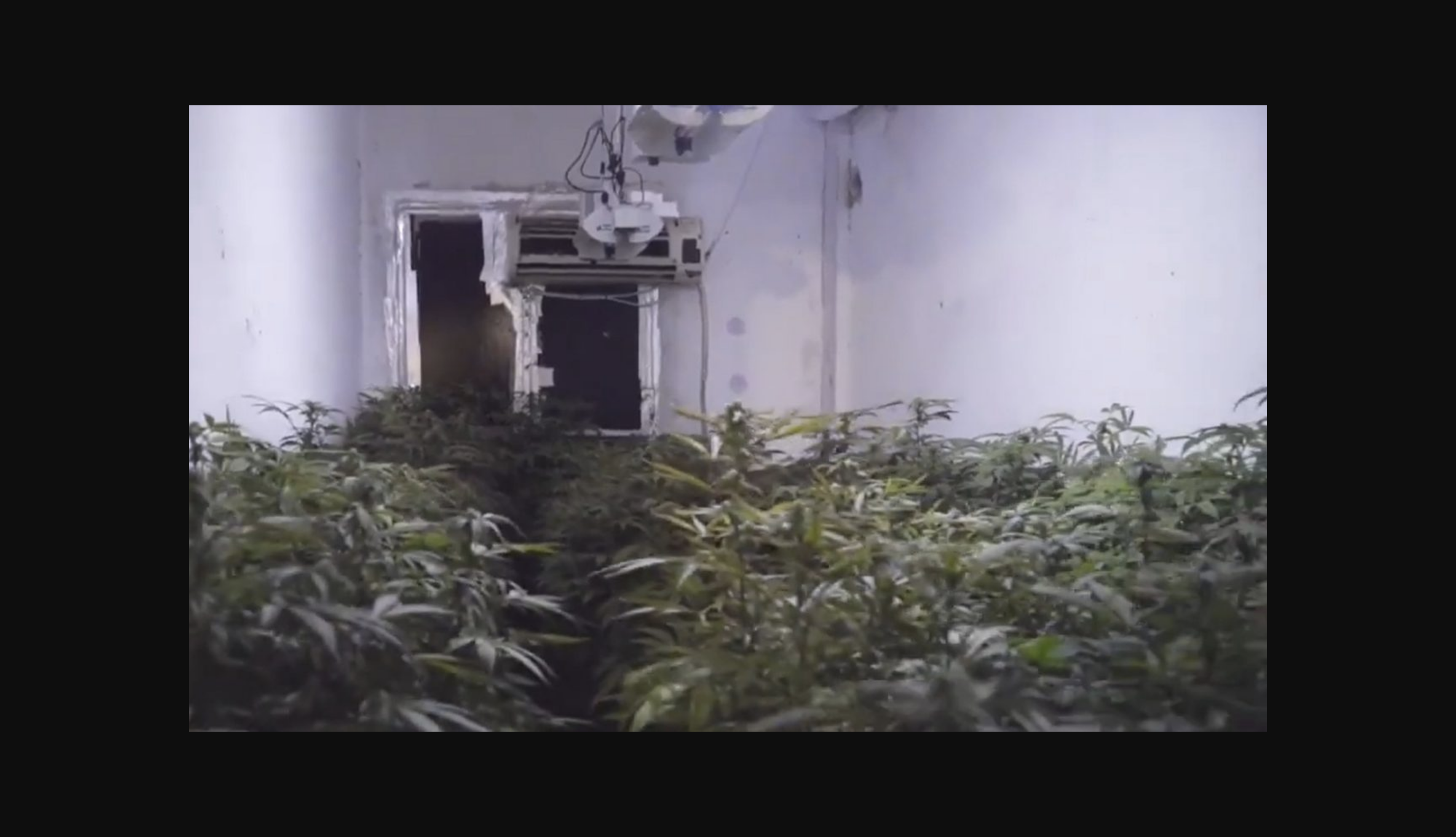 Eliminan 17 cultivos de marihuana en el norte de Granada.